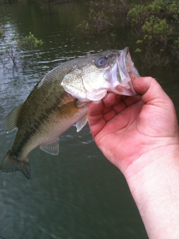 Greers Ferry Lake AR Fishing Reports, Map & Hot Spots