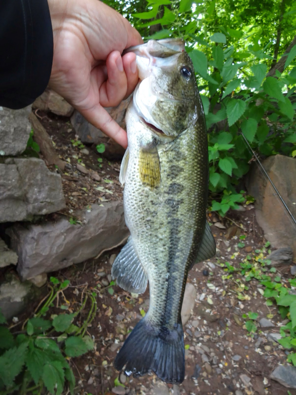 Horseshoe Lake NY Fishing Reports, Map & Hot Spots