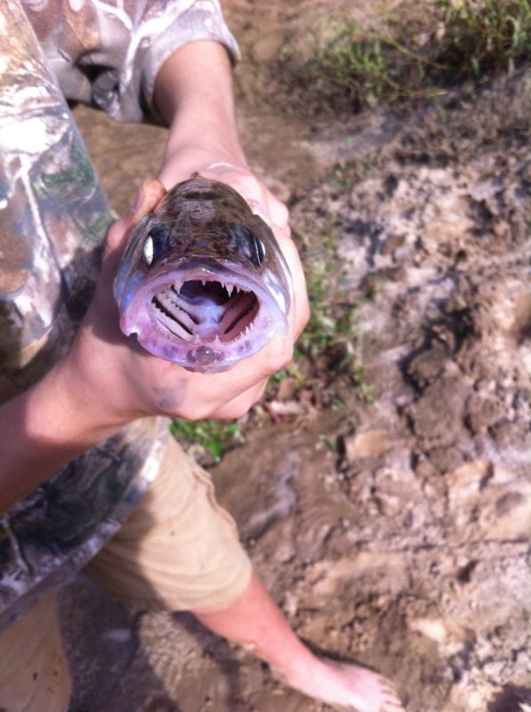 Loosahatchie River TN Fishing Reports, Map & Hot Spots