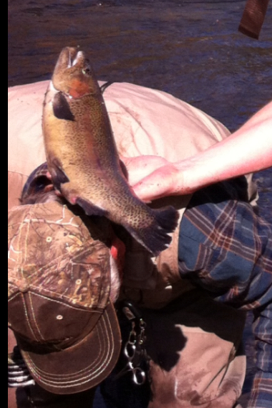 Kings River, below Pine Flat Reservoir CA Fishing Reports, Map & Hot Spots