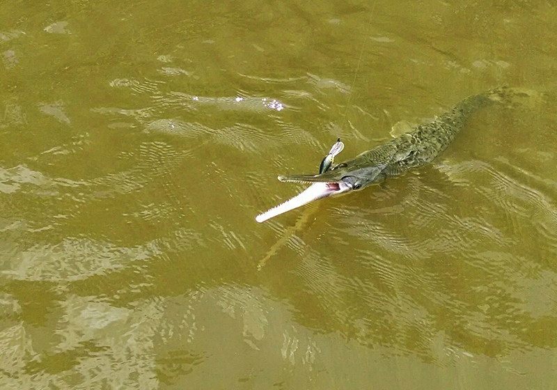 Pamunkey River VA Fishing Reports, Map & Hot Spots