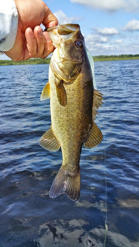 Lake Panasoffkee Fishing Reports