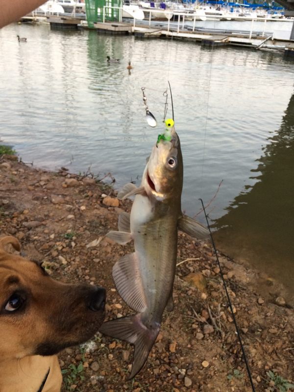 Caught a Channel Catfish on Grapevine Lake using a Crappie Jig
