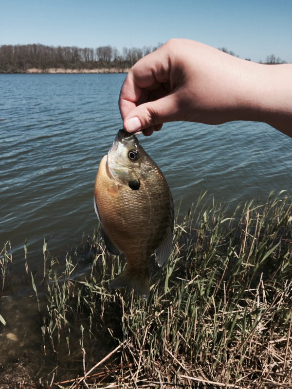 Braidwood Lake IL Fishing Reports, Map & Hot Spots