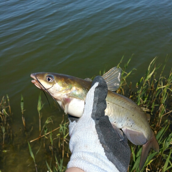 Braidwood Lake IL Fishing Reports, Map & Hot Spots