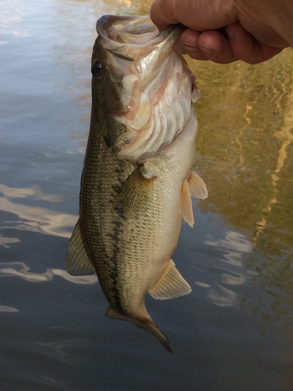 Morse Reservoir IN Fishing Reports, Map & Hot Spots