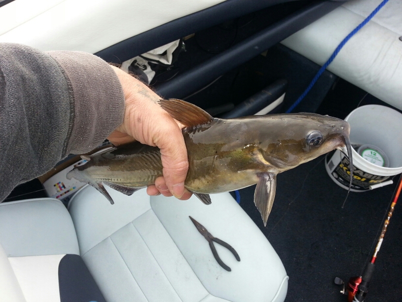 Nekoosa Flowage WI Fishing Reports, Map & Hot Spots