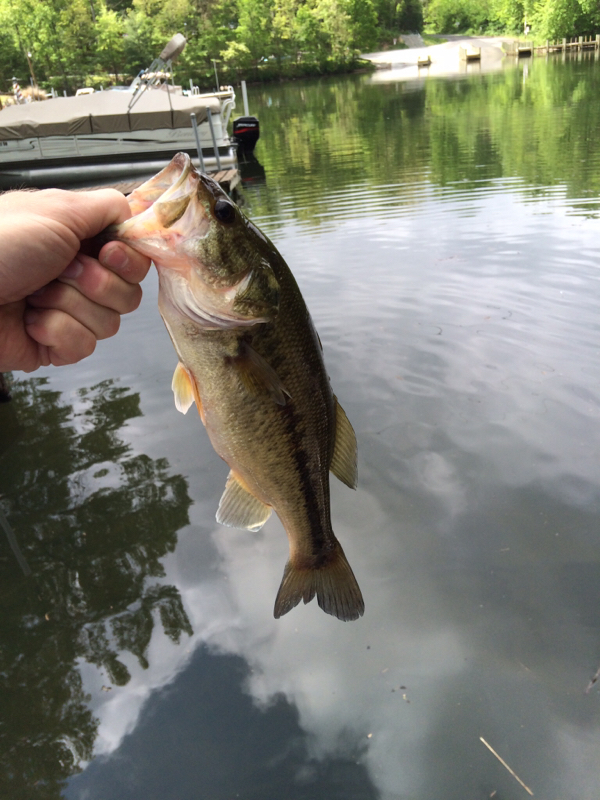 Claytor Lake (Dublin) VA Fishing Reports, Map & Hot Spots