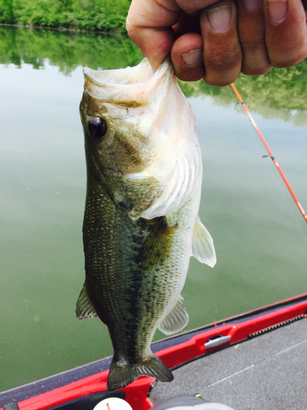 Rock Creek Lake IA Fishing Reports, Map & Hot Spots