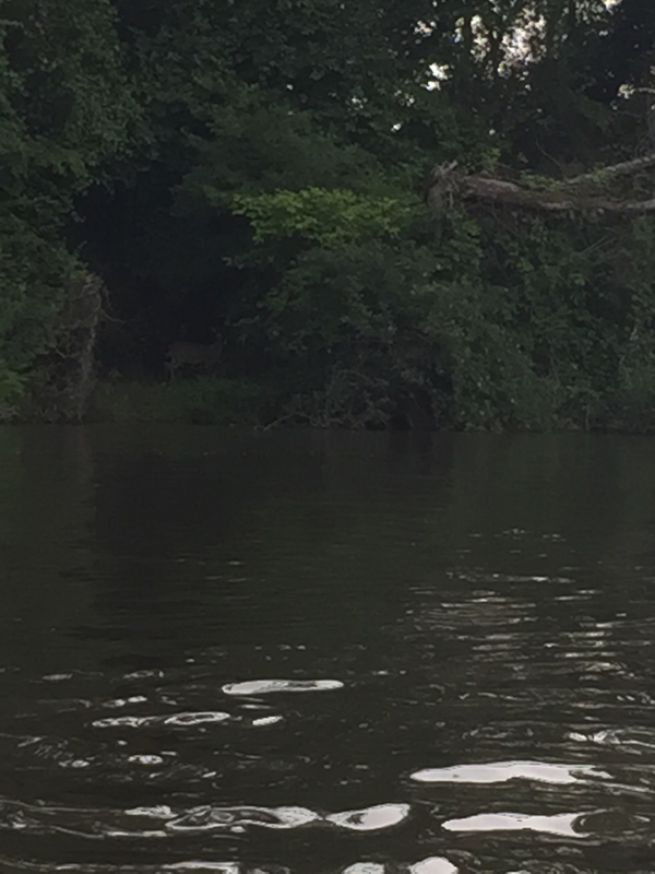 Limestone Creek AL Fishing Reports, Map & Hot Spots