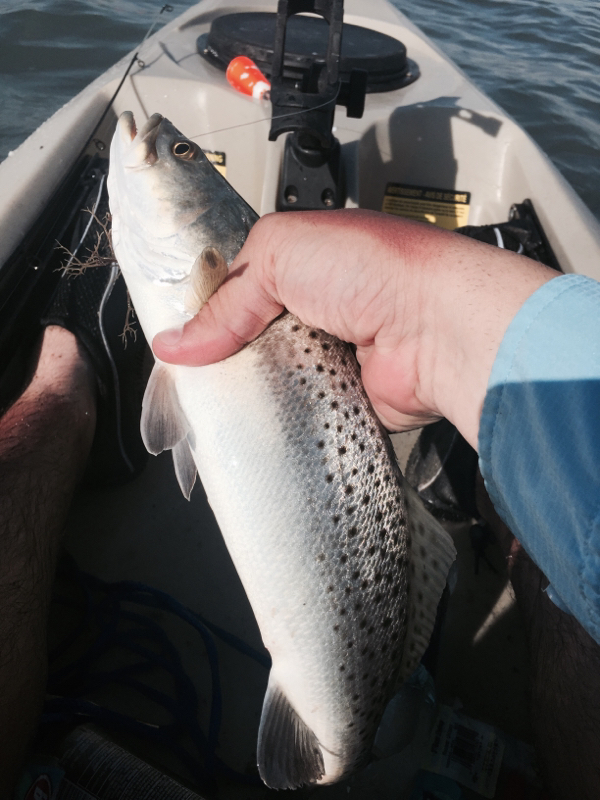 Port Isabel TX Fishing Reports, Map & Hot Spots