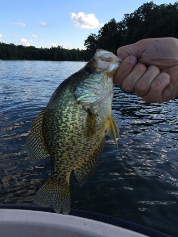 Lakeville Lake MI Fishing Reports, Map & Hot Spots