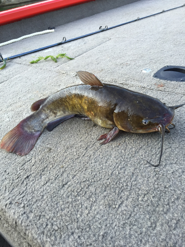Lake Zoar CT Fishing Reports, Map & Hot Spots