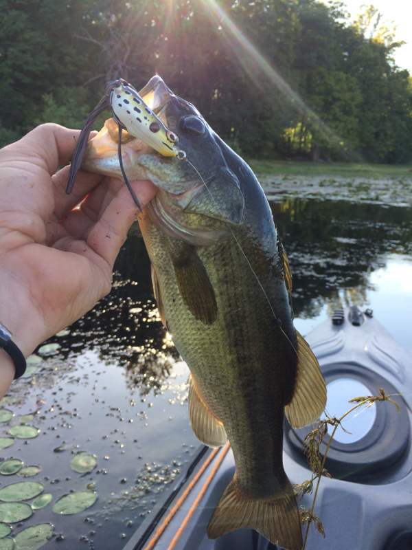 Lake Towhee PA Fishing Reports, Map & Hot Spots