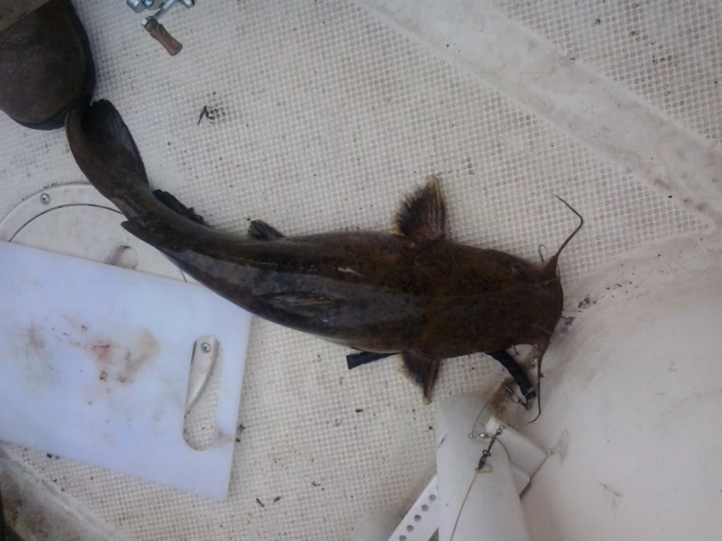 Lake Moultrie SC Fishing Reports, Map & Hot Spots