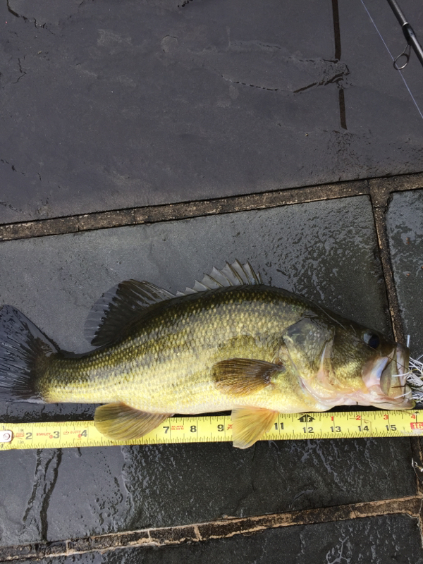 Occoquan Reservoir VA Fishing Reports, Map & Hot Spots