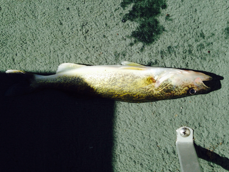 Lake Koshkonong WI Fishing Reports, Map & Hot Spots