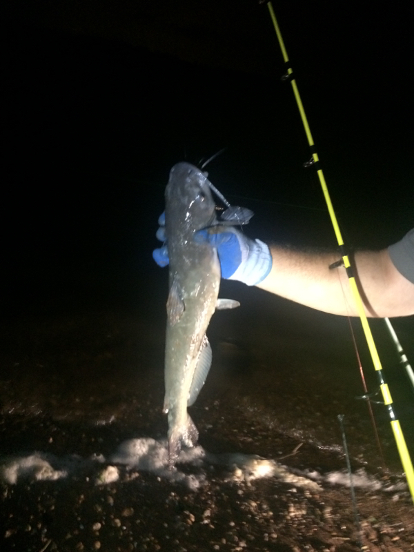 Wheeler Lake AL Fishing Reports, Map & Hot Spots