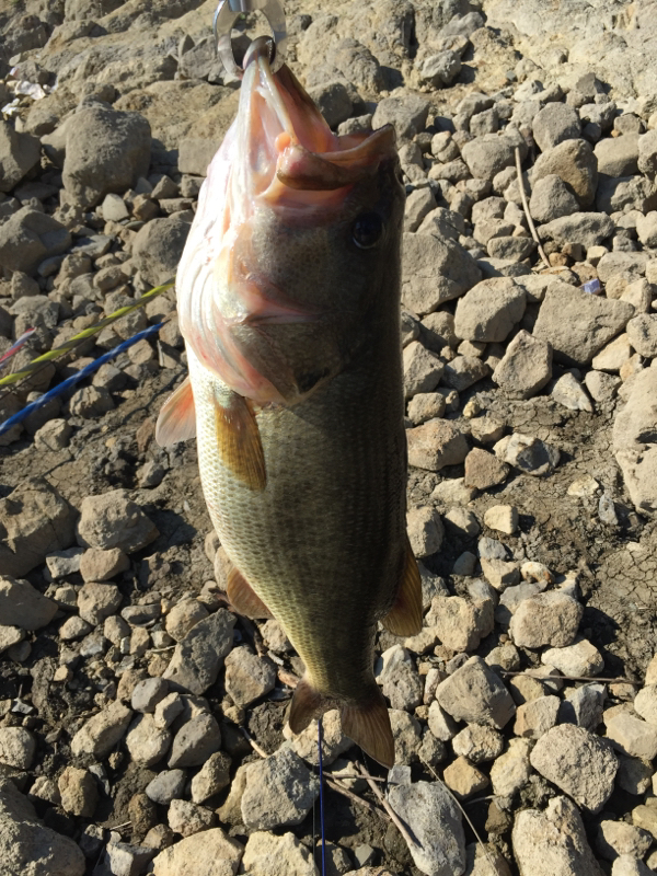 Coyote Lake CA Fishing Reports, Map & Hot Spots