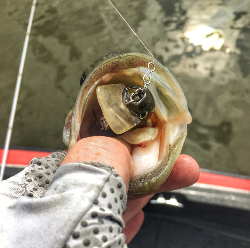 Weiss Lake AL Fishing Reports Map Hot Spots