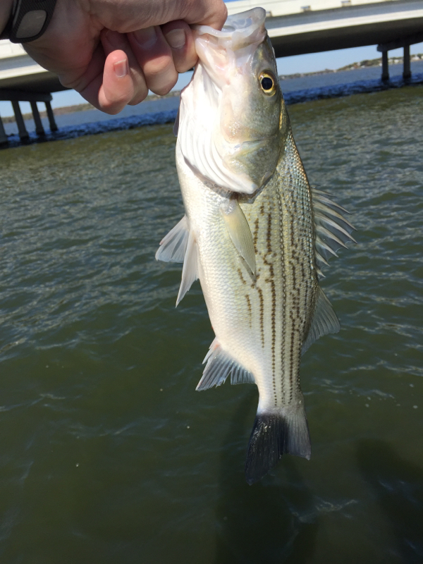 Lake Ray Hubbard TX Fishing Reports, Map & Hot Spots