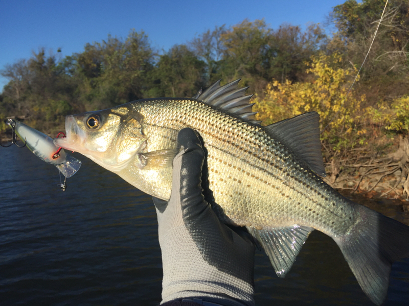 Fort Gibson Lake OK Fishing Reports, Map & Hot Spots