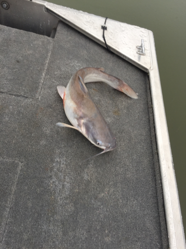 Watts Bar Lake TN Fishing Reports, Map & Hot Spots