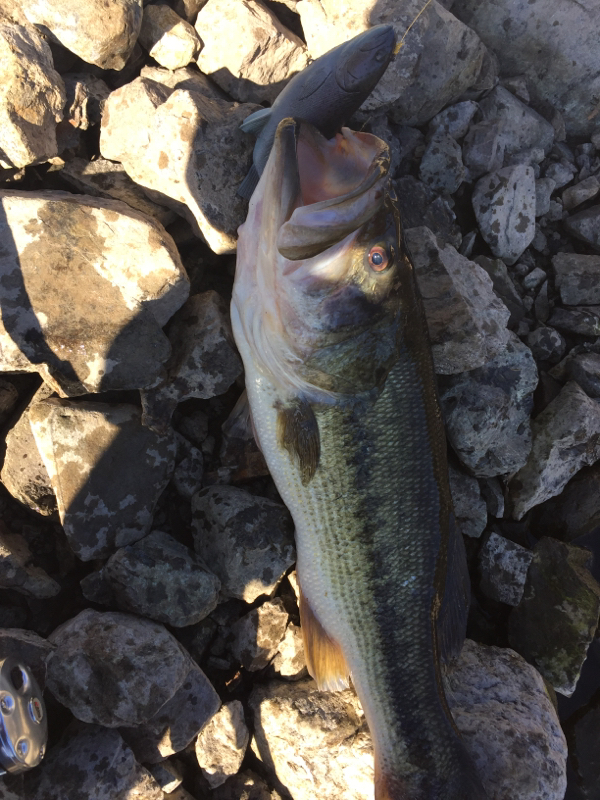 Coyote Lake CA Fishing Reports, Map & Hot Spots