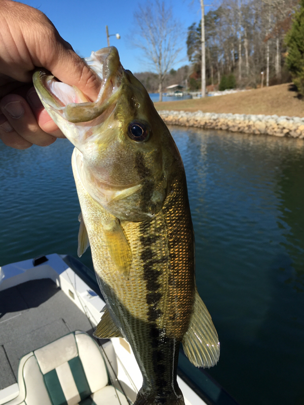 Lake Keowee SC Fishing Reports, Map & Hot Spots