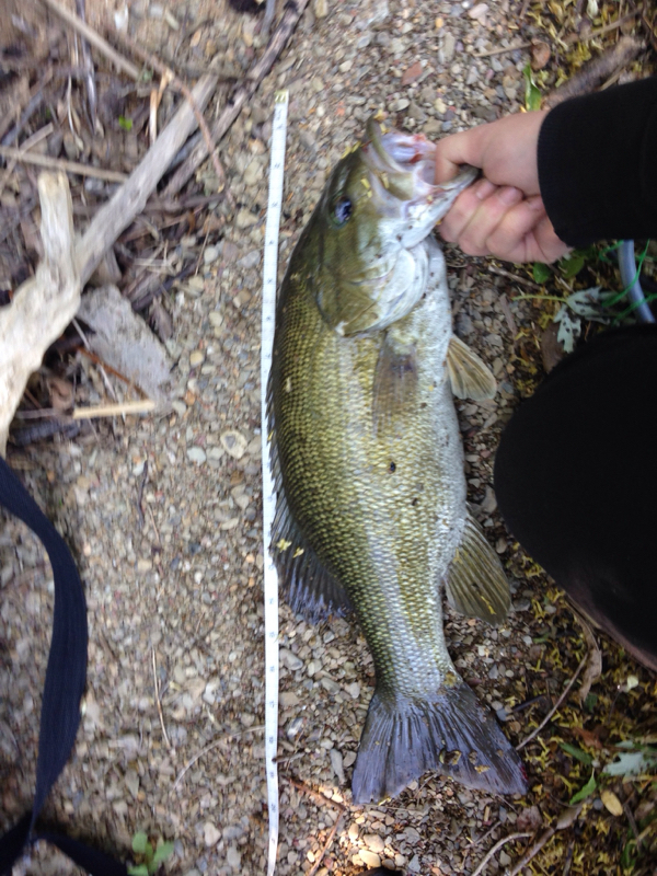 Blue Marsh Lake PA Fishing Reports, Map & Hot Spots