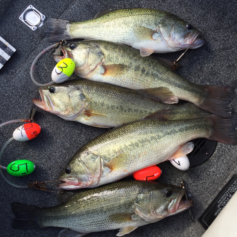 Kerr Reservoir VA Fishing Reports, Map & Hot Spots