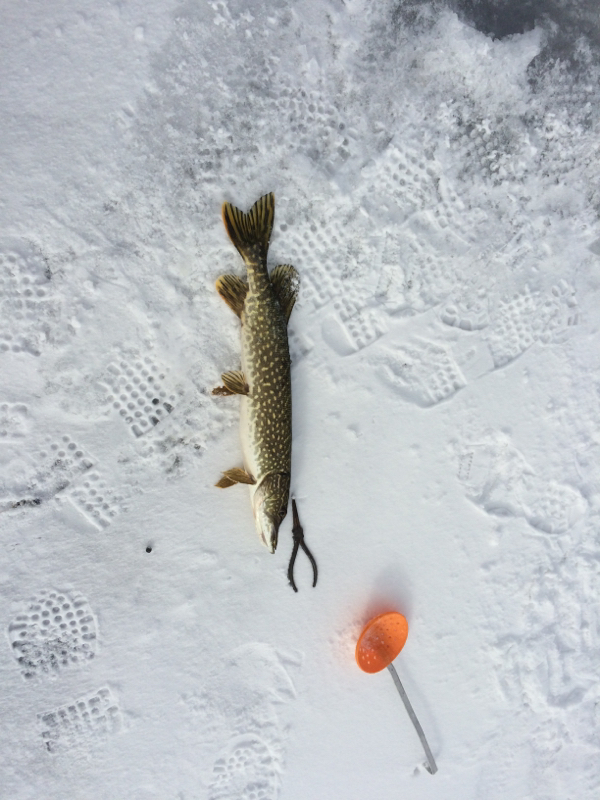 whitmore-lake-mi-fishing-reports-map-hot-spots