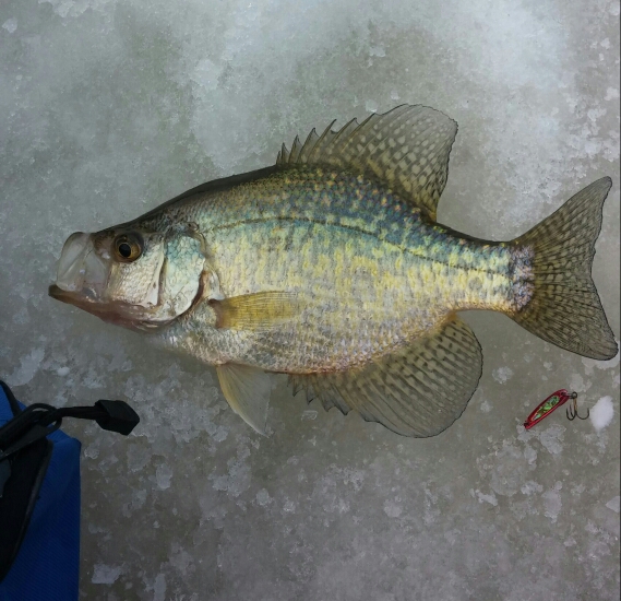 Portage Lake MI Fishing Reports, Map & Hot Spots