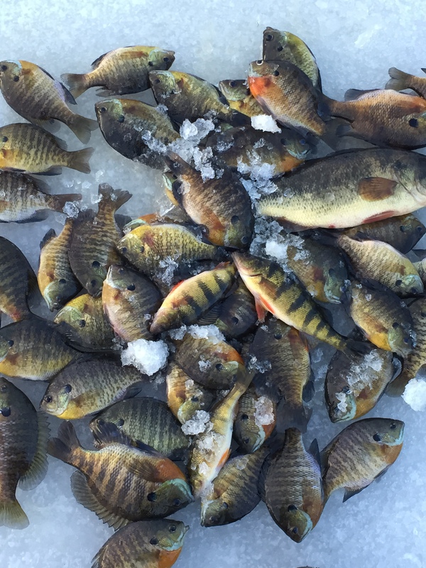 Lake Onalaska WI Fishing Reports, Map & Hot Spots