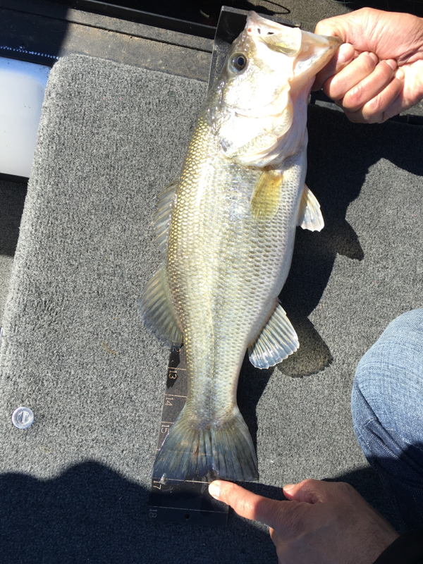 Lake Ray Hubbard TX Fishing Reports, Map & Hot Spots