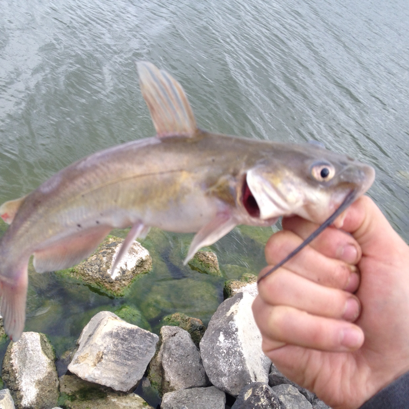 Braidwood Lake IL Fishing Reports, Map & Hot Spots