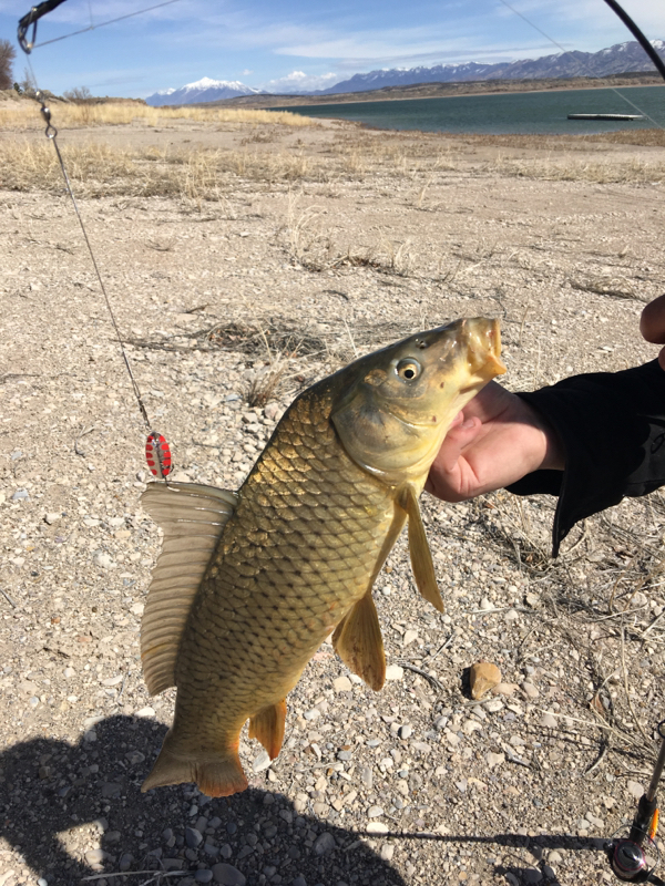 Yuba Reservoir & State Park UT Fishing Reports, Map & Hot Spots