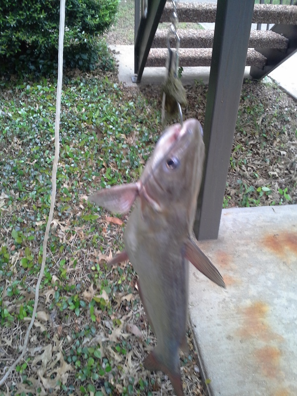 Lake Waco TX Fishing Reports, Map & Hot Spots