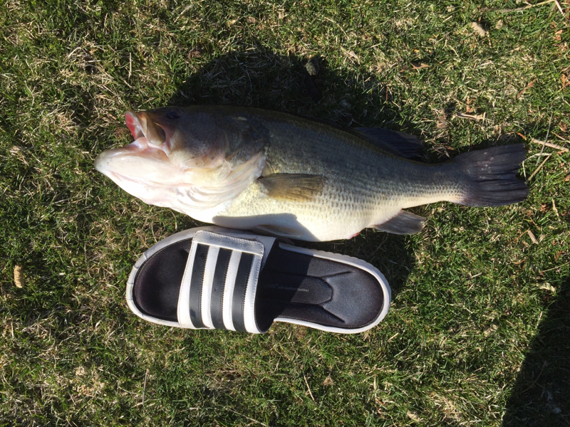 Evergreen Lake IL Fishing Reports, Map & Hot Spots