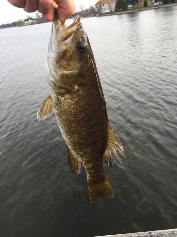 Cass Lake MI Fishing Reports, Map & Hot Spots