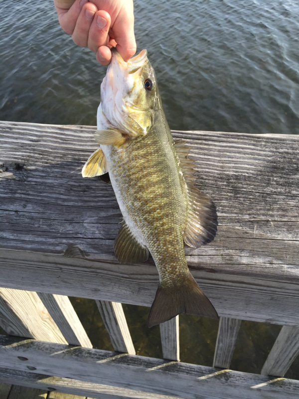 Cass Lake MI Fishing Reports, Map & Hot Spots