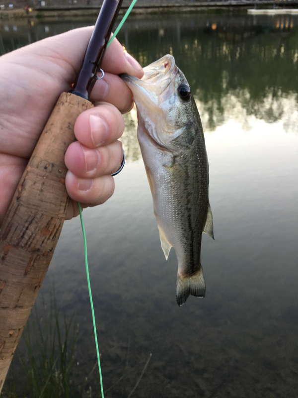 Locust Shade Park Pond VA Fishing Reports, Map & Hot Spots