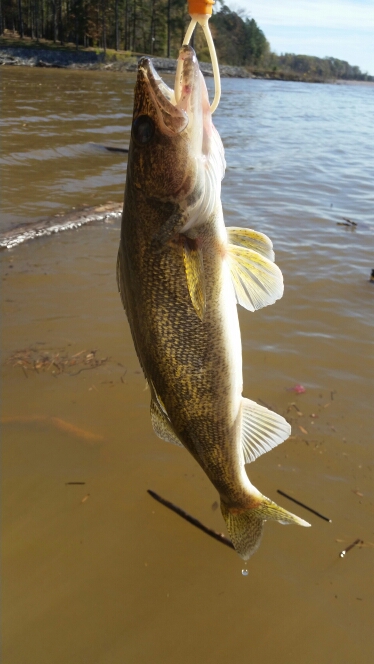 John H. Kerr Reservoir VA Fishing Reports, Map & Hot Spots