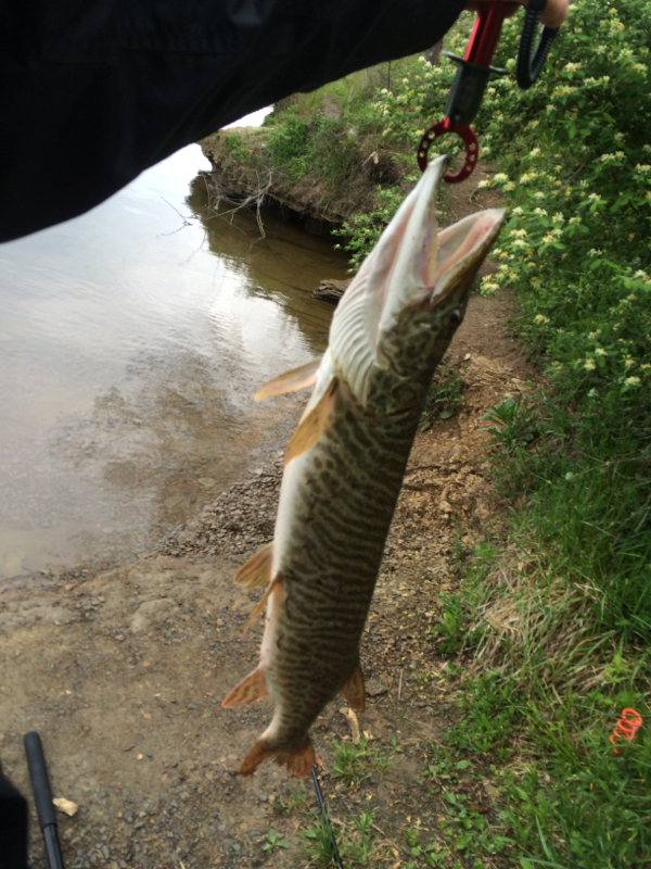 keystone-lake-keystone-power-dam-pa-fishing-reports-map-hot-spots