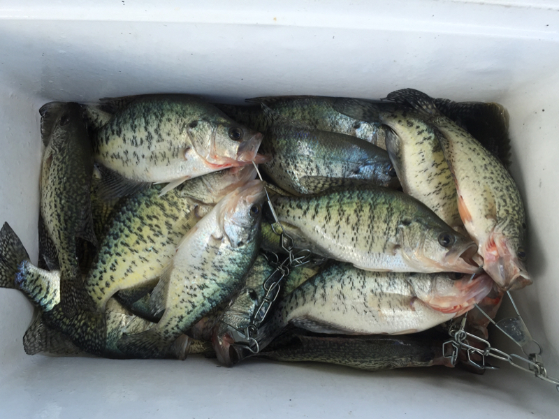 Lake Shelbyville IL Fishing Reports, Map & Hot Spots