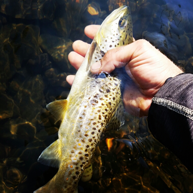 Youghiogheny River PA Fishing Reports, Map & Hot Spots