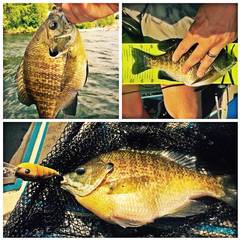 Deep Creek Lake MD Fishing Reports, Map & Hot Spots