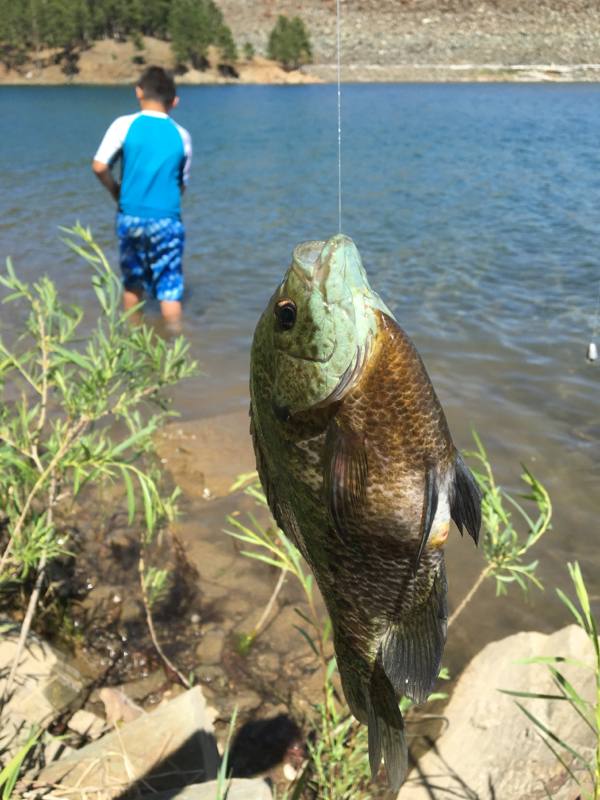 Caught a Bluegill on Pactola Reservoir