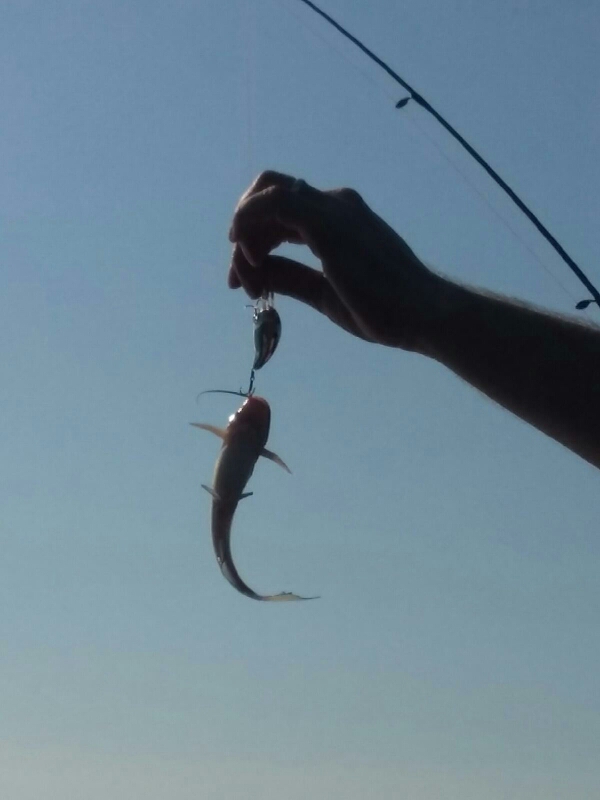 La Cygne Reservoir KS Fishing Reports, Map & Hot Spots