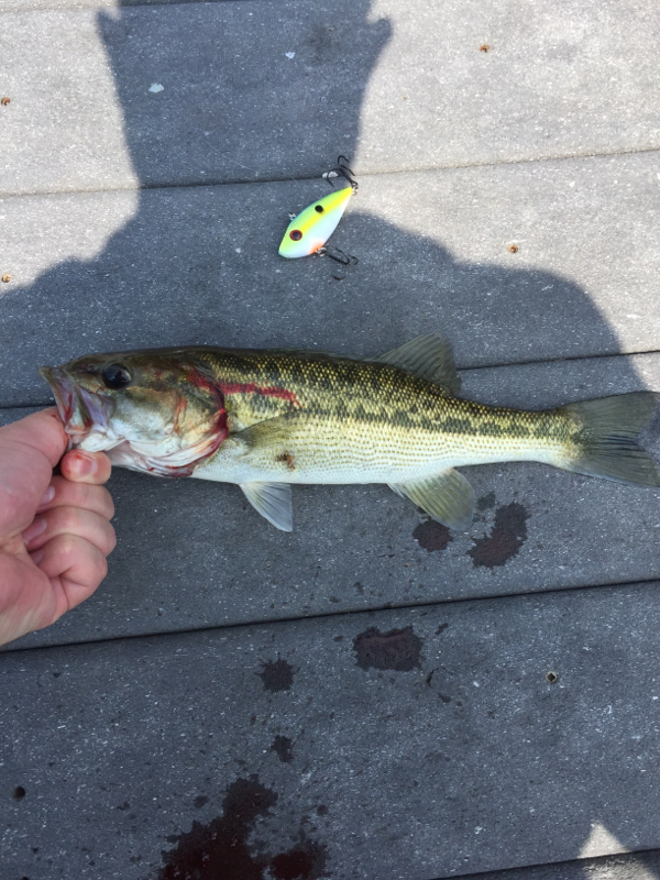 Mountain Island Lake NC Fishing Reports, Map & Hot Spots